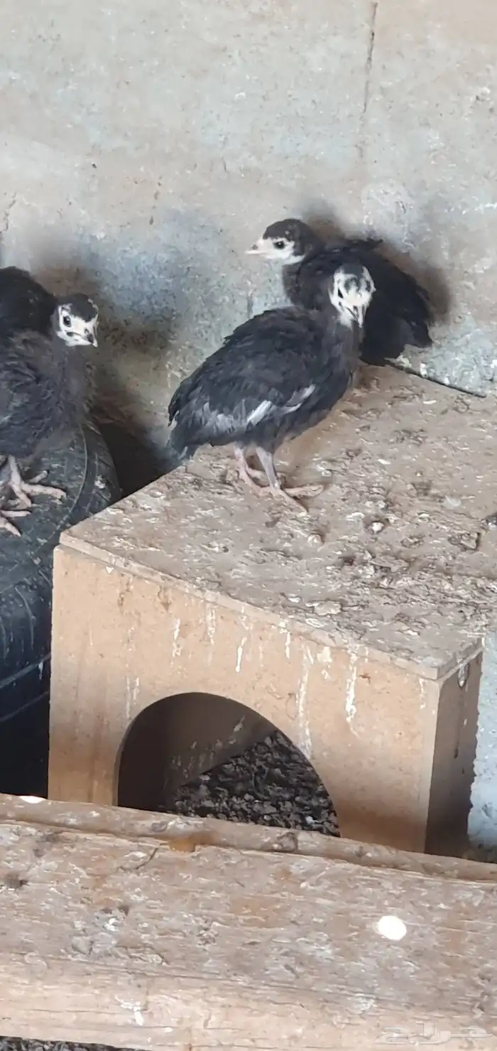 فروخ رومي للبيع 2