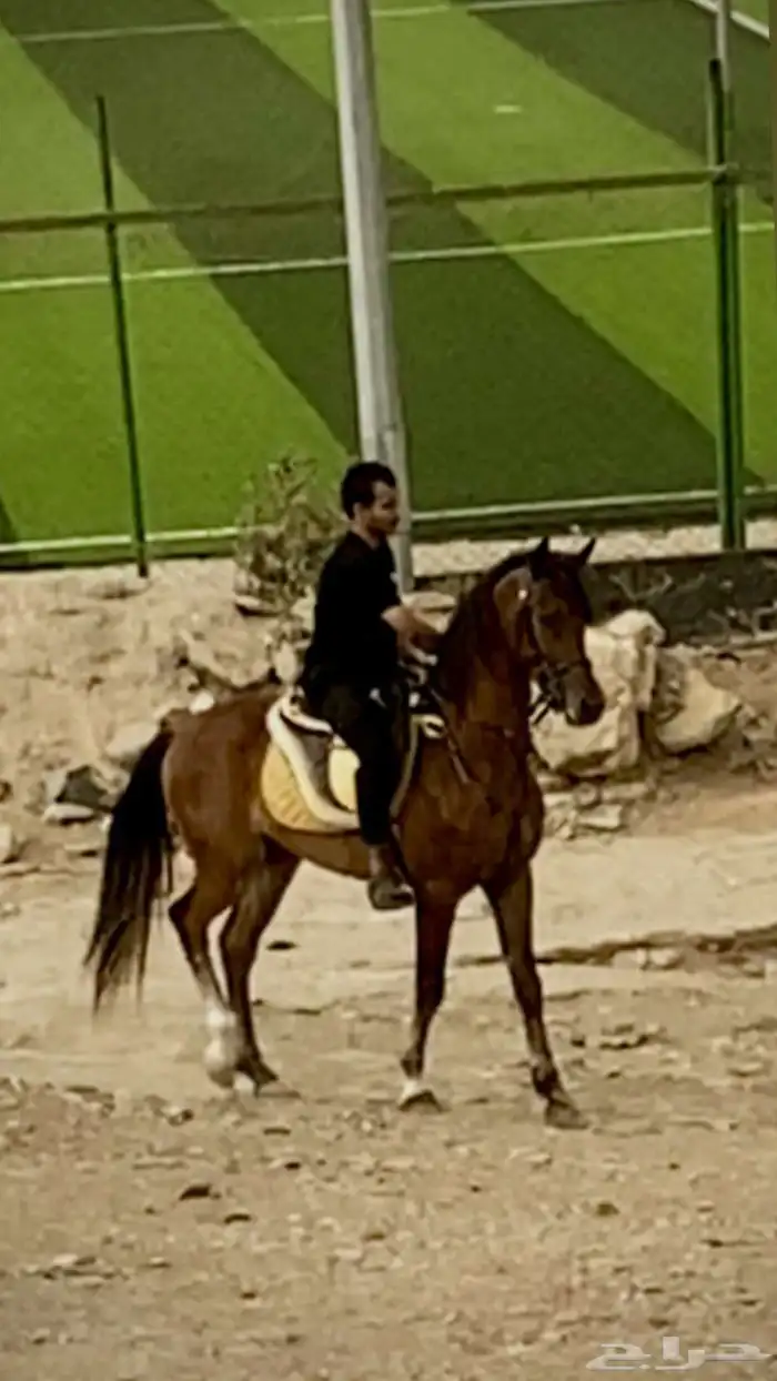 مهر عربي شعبي كفو حصان 0