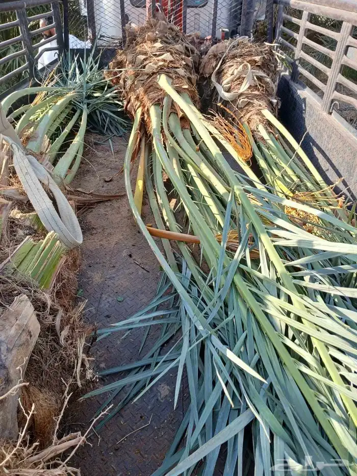 نخل مثمر للبيع خلاص صقعي هلالي برحي سكري مجدول شيشي 4