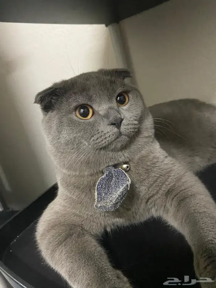 قط سكوتش فولد للبيع 8