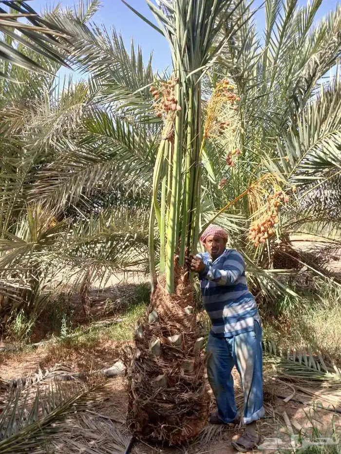 نخل مثمر للبيع خلاص صقعي هلالي برحي سكري مجدول شيشي 2