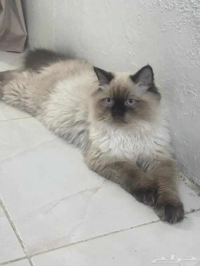 ذكر وأنثى الأب سكوتش والأم هملايا للتبني العمر سته شهور لعوب 0