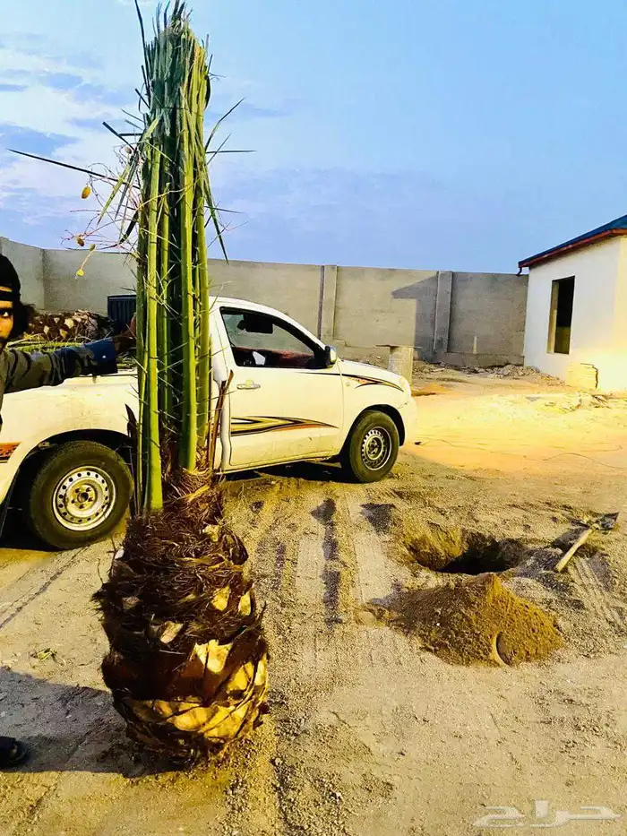 نخل للبيع. بريده عنيزه البدائع الرس 2