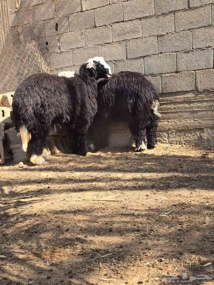 نجد طليان طيبه للبيع 5