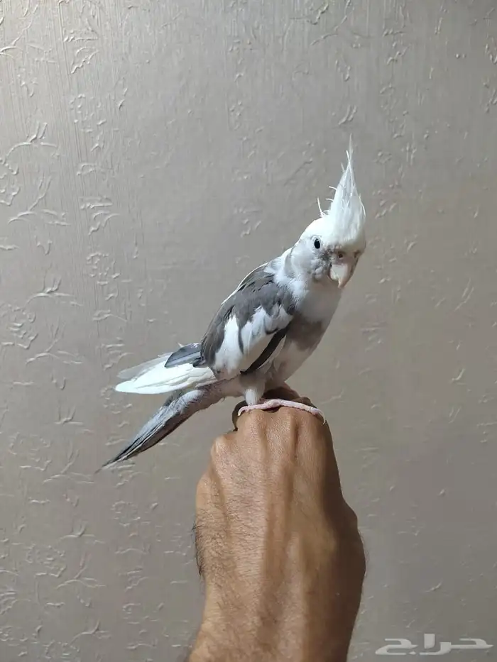 كروان وايت فيس أليف 0