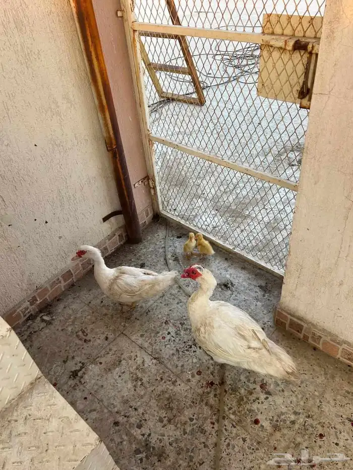 زوج بط منتج شرط ومعها الان زوج زغاليل 2