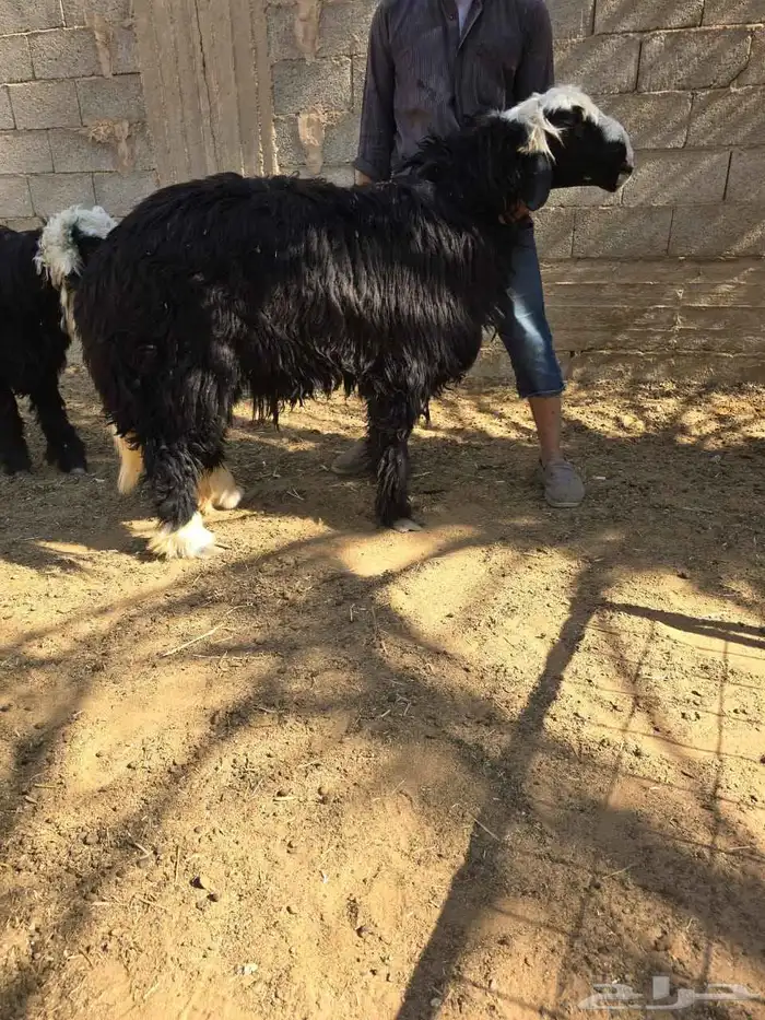 نجد طليان طيبه للبيع 9