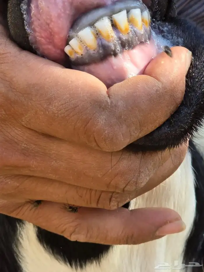 نجد طليان طيبه للبيع 6