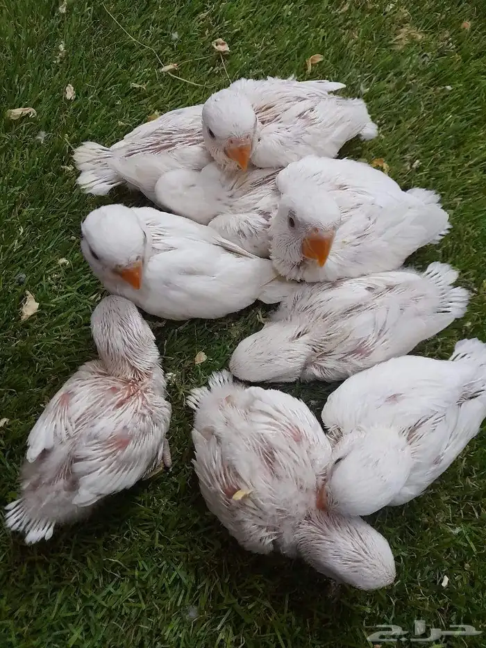 روز فروخ روز البينو غر 0