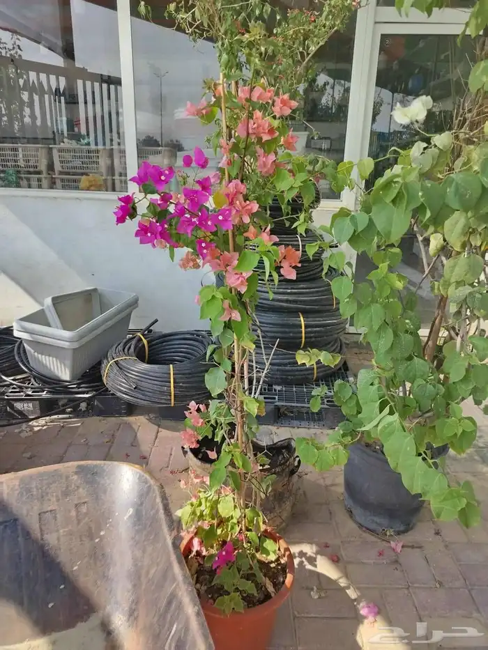 مزارع ومنسق حدائق 0