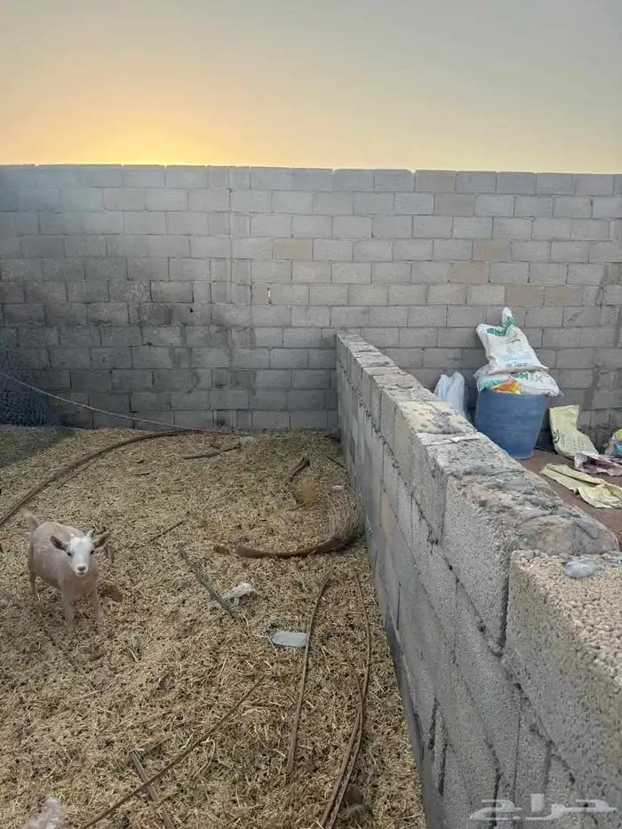 للبيع الاعز وبنتها مظاريع وتيس عمره سنتين 3