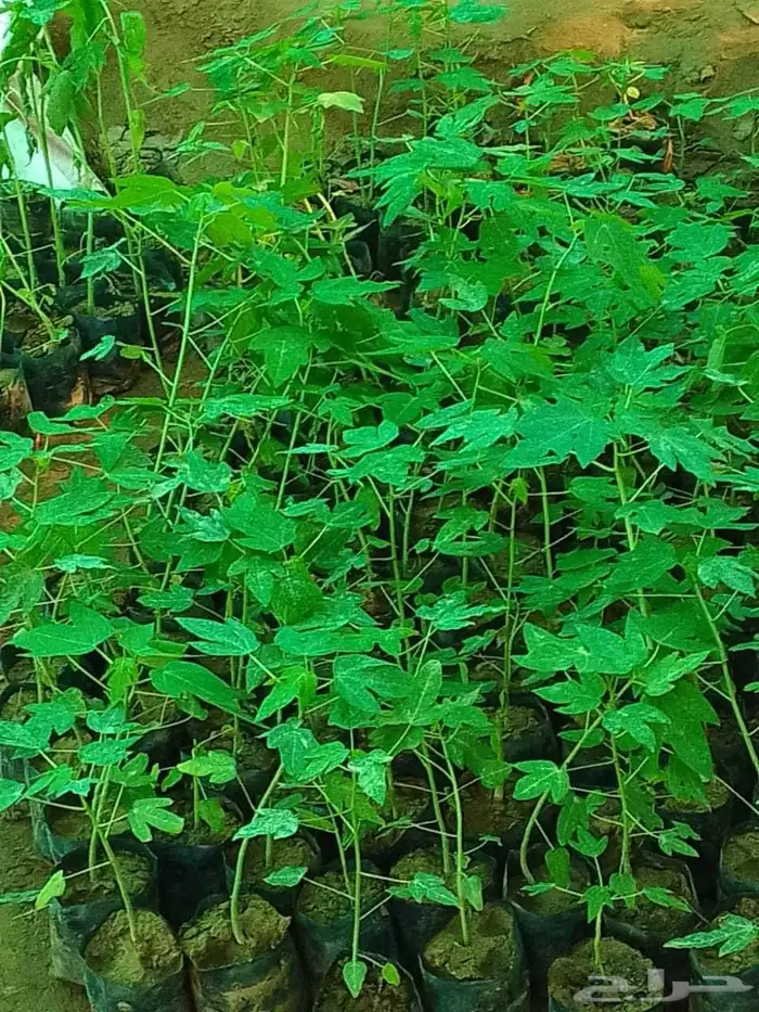 مشاتل جيزان للمانجو 6