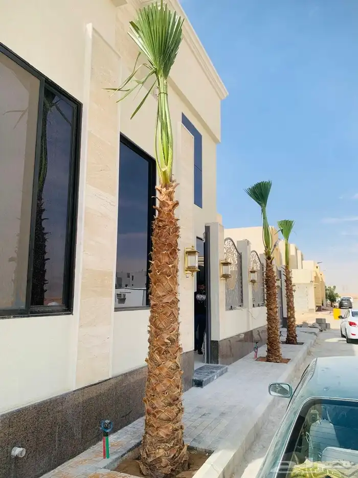 نخيل واشنطونيا ملكي 8