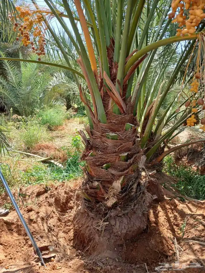 نخل مثمر للبيع خلاص صقعي هلالي برحي سكري مجدول شيشي 0