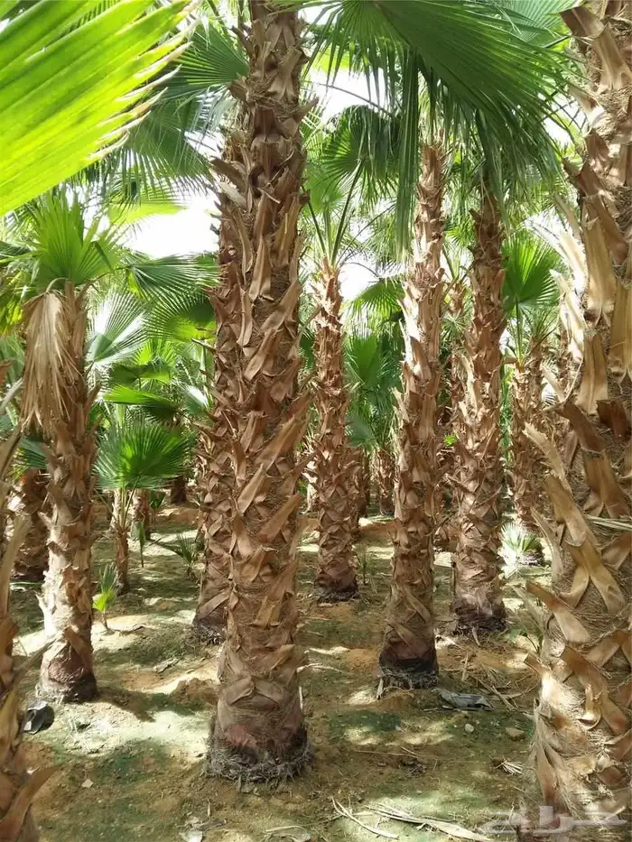 وشنطن يوجد لدينا جميع انواع النخل الواشنطن والنخل العربي 1