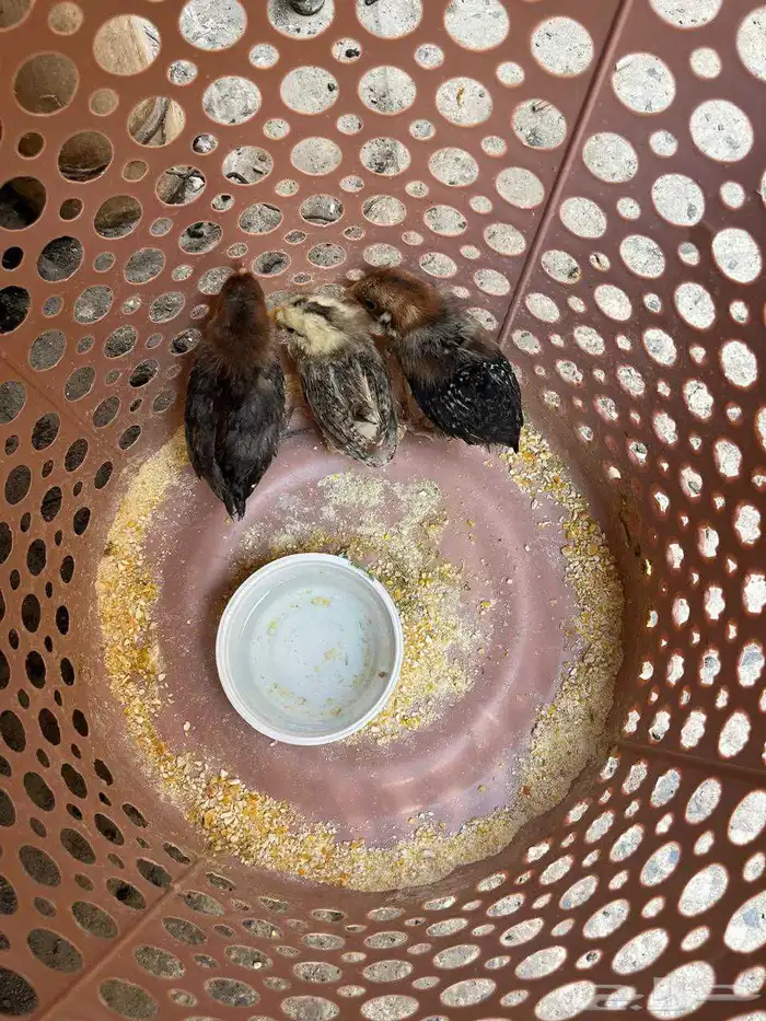 3صيصان دجاج بلدي مجانا 0