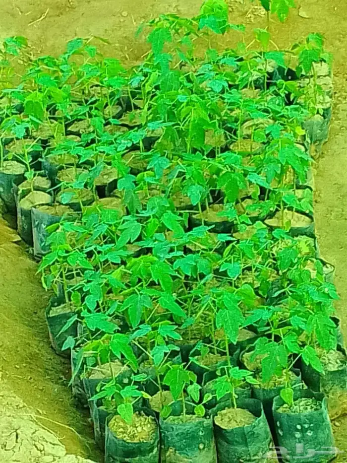 مشاتل جيزان للمانجو 7