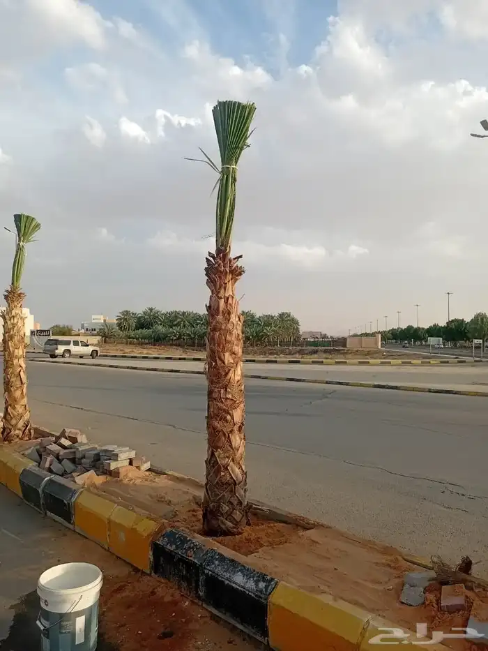 نخيل طيب انوع فاخره طيبه من القصيم 7