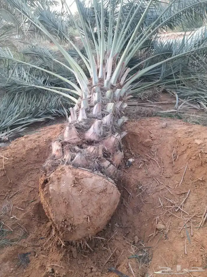 نخل للبيع صقعي اخلاص خضري نبوت سكري برحي روثان 5