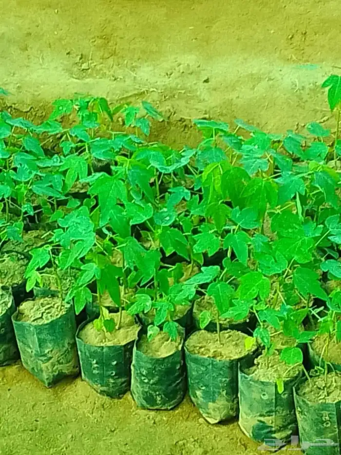 مشاتل جيزان للمانجو 4