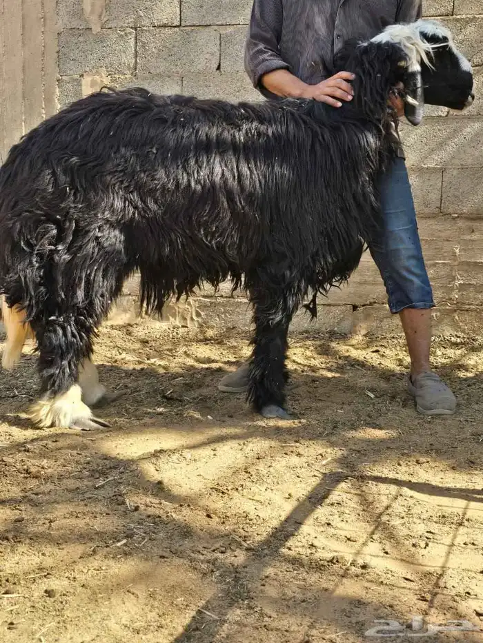 نجد طليان طيبه للبيع 1