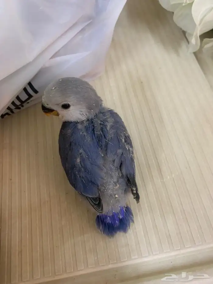 فروخ روز اليفه 1