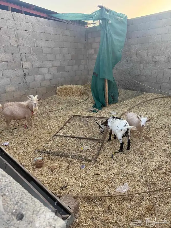 للبيع الاعز وبنتها مظاريع وتيس عمره سنتين 2