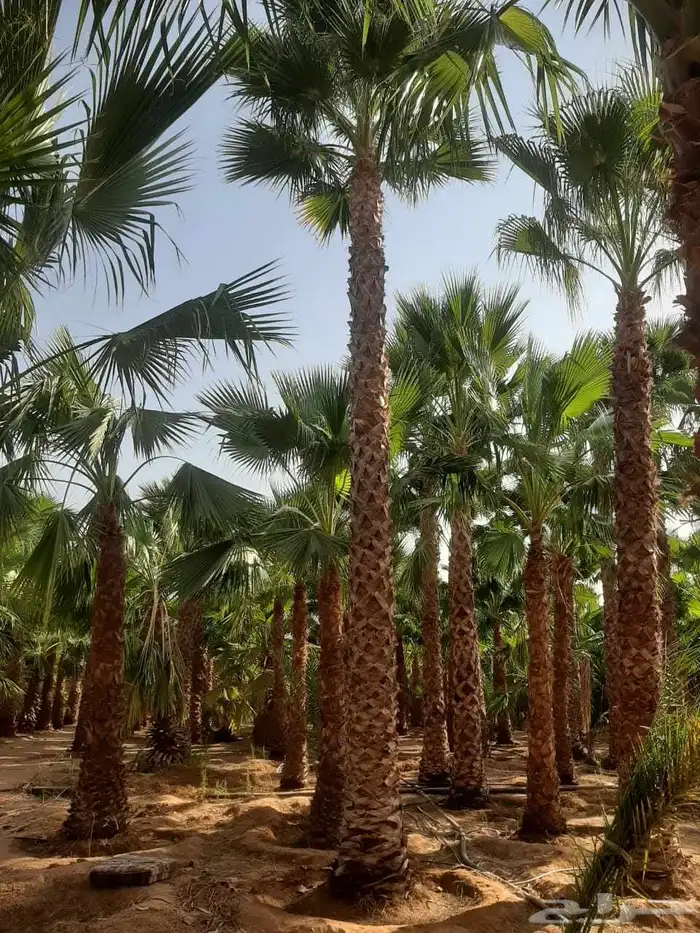 نخل واشنطن أمريكي ونخل عربي مثمر وأشجار وثيل 8