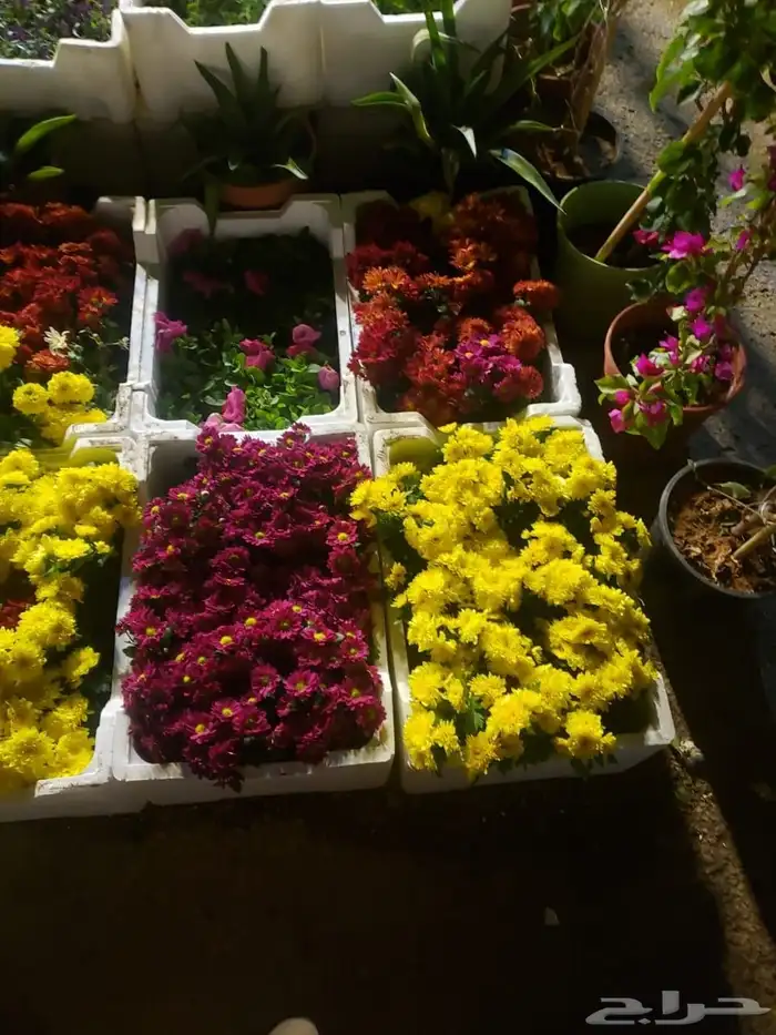 مشتل تنسيق حدائق وعشب صناعي 1