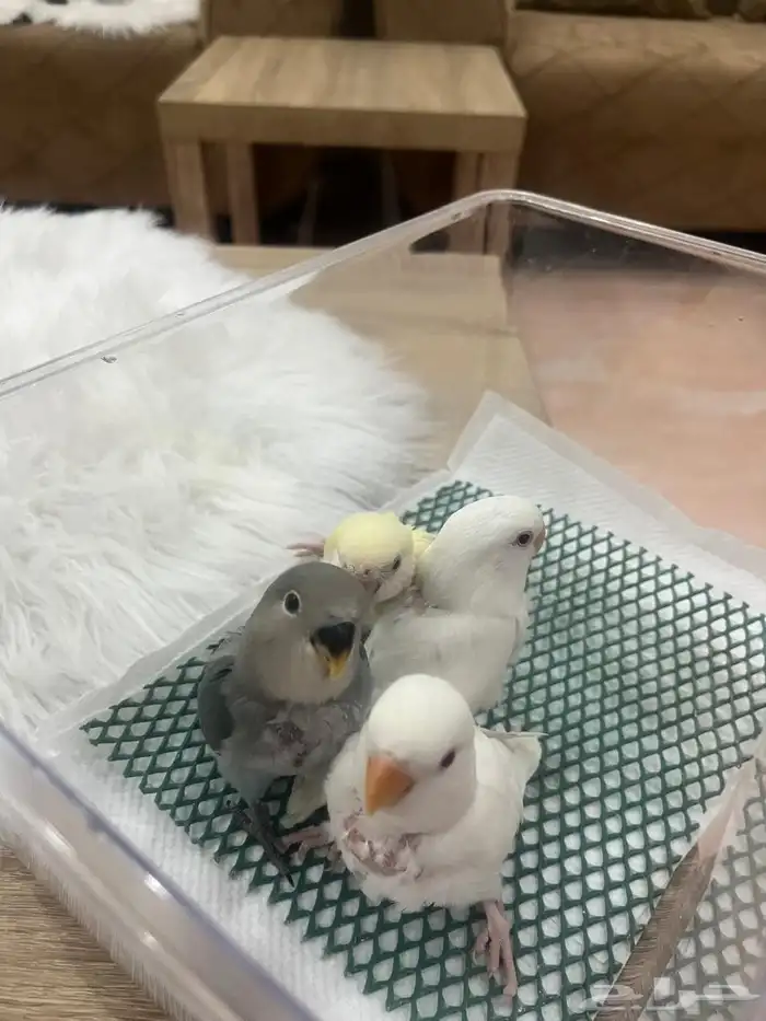 فروخ روز  غر  عمر شهر 0