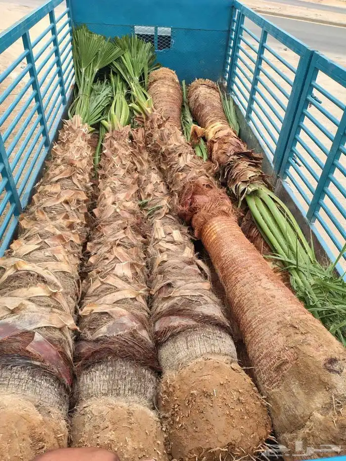 نخل واشنطني امريكي 14