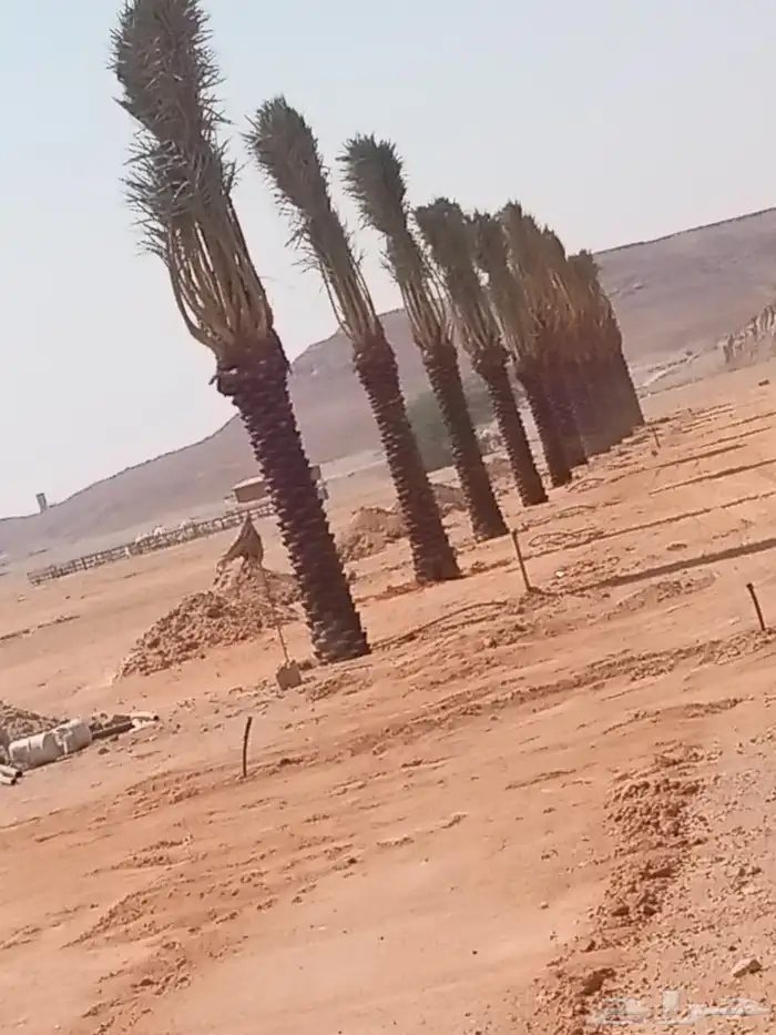 توريد وتوركيب شبوك وجميع انواع المظلات واعمال الحجر  شبوك 3