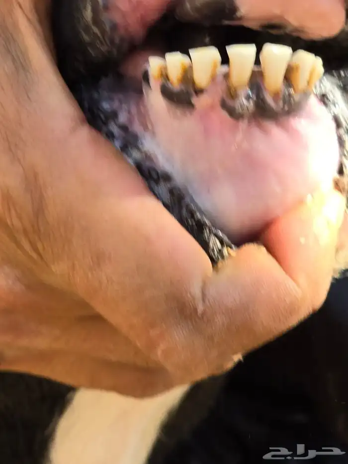 نجد طليان طيبه للبيع 3