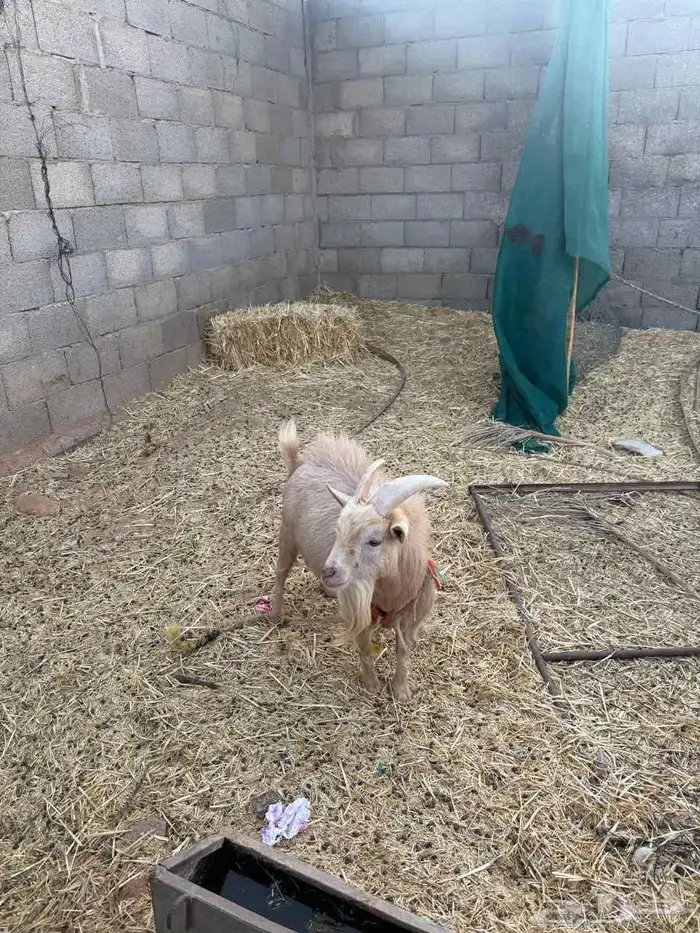 للبيع الاعز وبنتها مظاريع وتيس عمره سنتين 0