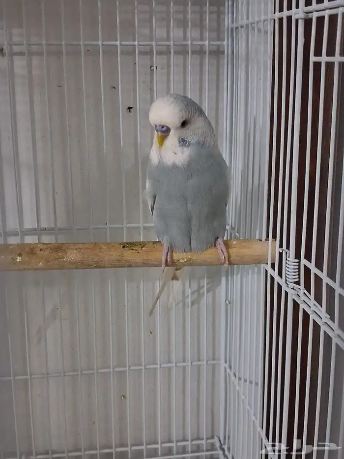 تشكيله الوان جميله ونادره من طيور البادجي 7