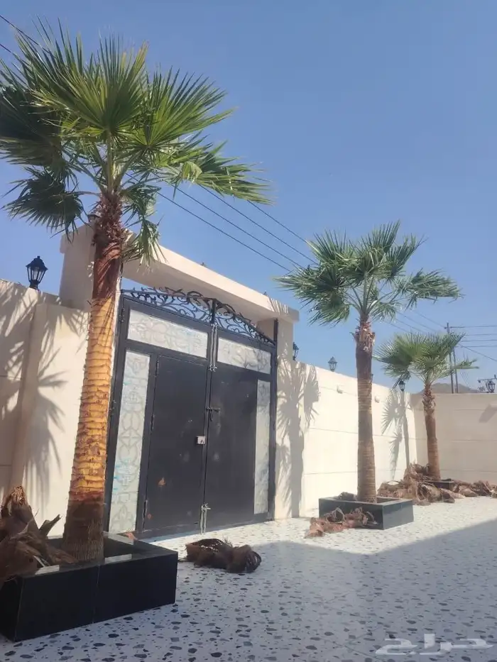 نخل واشنطن زينه للبيع ونخل مثمرلتواصل 6