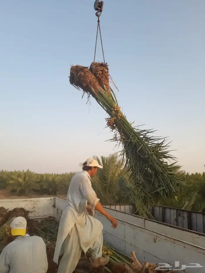 نخل للبيع صقعي اخلاص خضري نبوت سكري برحي روثان 4