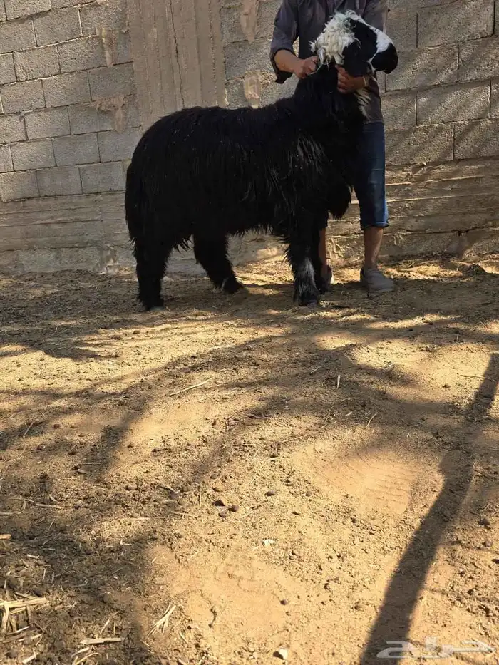 نجد طليان طيبه للبيع 4