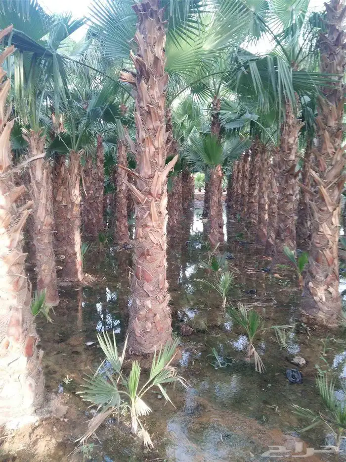 وشنطن يوجد لدينا جميع انواع النخل الواشنطن والنخل العربي 2