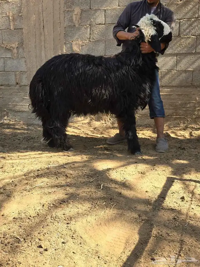 نجد طليان طيبه للبيع 7