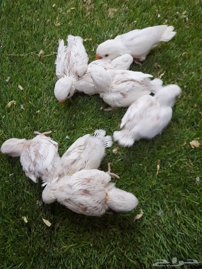 روز فروخ روز البينو غر 6