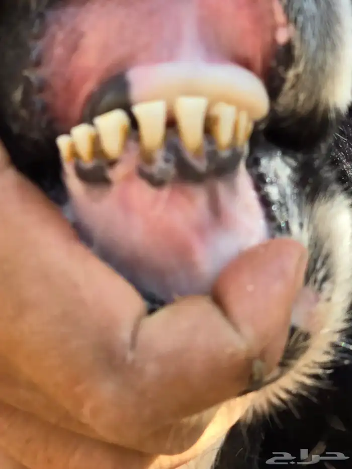 نجد طليان طيبه للبيع 8