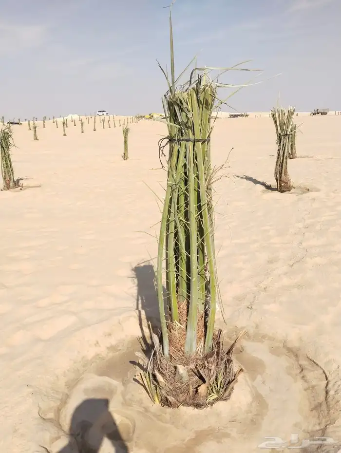 زراعه نخيل عربي واشنطني 1