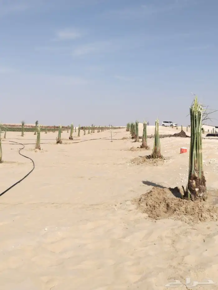 زراعه نخيل عربي واشنطني 0