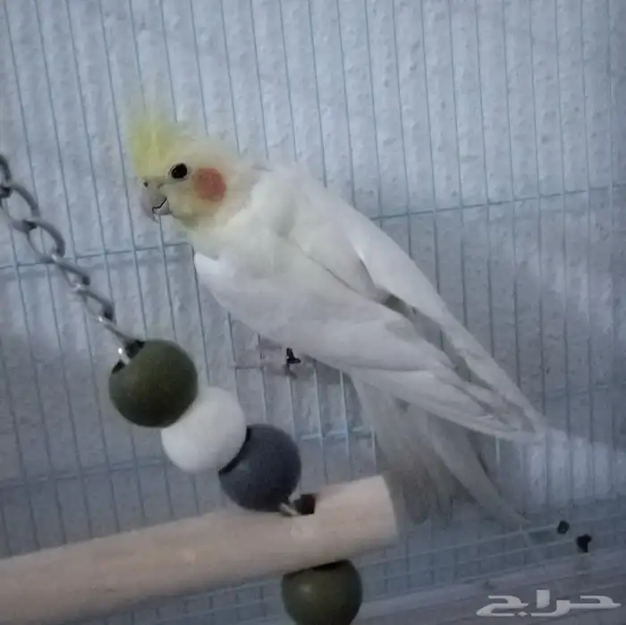 أنثى كوكتيل 1