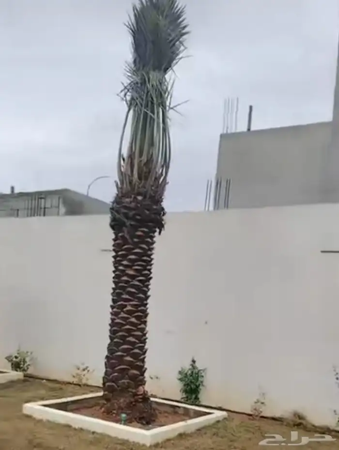 نخيل طيب انوع فاخره طيبه من القصيم 9