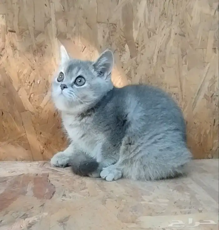 سكوتش ستريت بيور لتبني برسوم 1