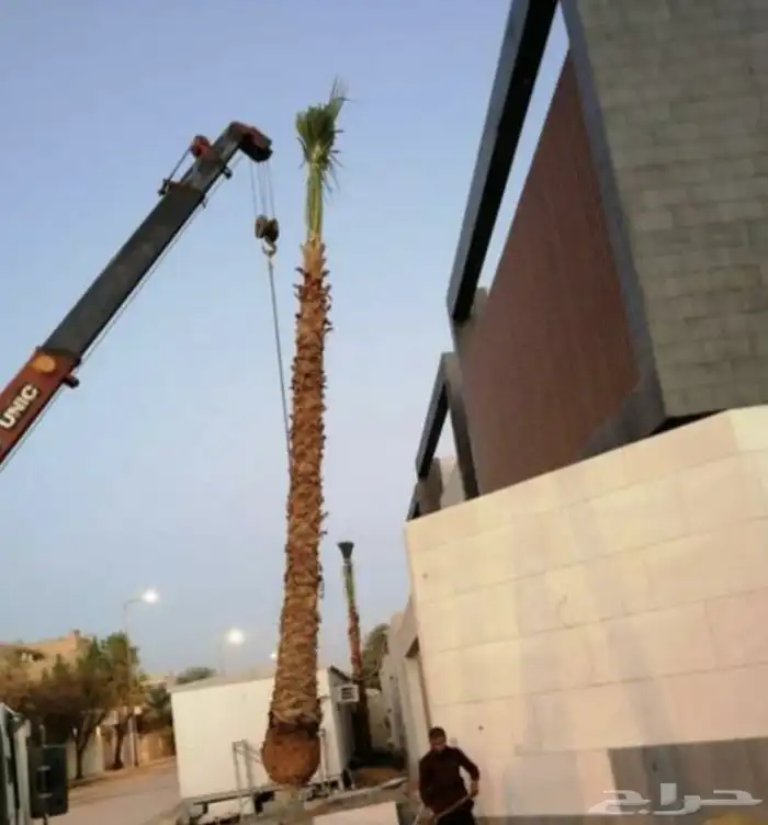 نخل وشنطني زينه 8