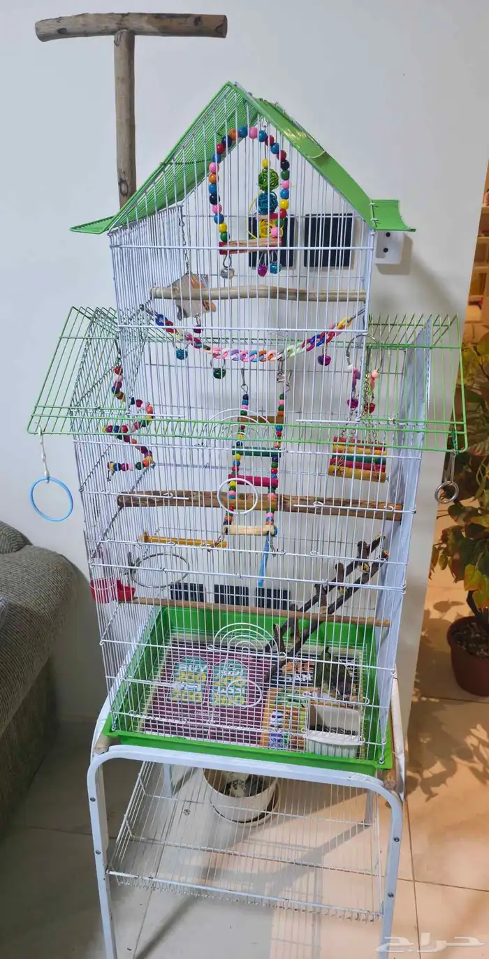 كنيور جرين شك اليف 7 شهور 4