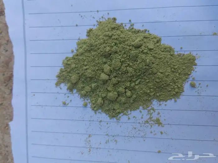 سدر بلدي من مزارعنا في ينبع النخل 3